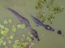 gaia_expedicao_pantanal_sul_fotos_haroldonogueirajr-12